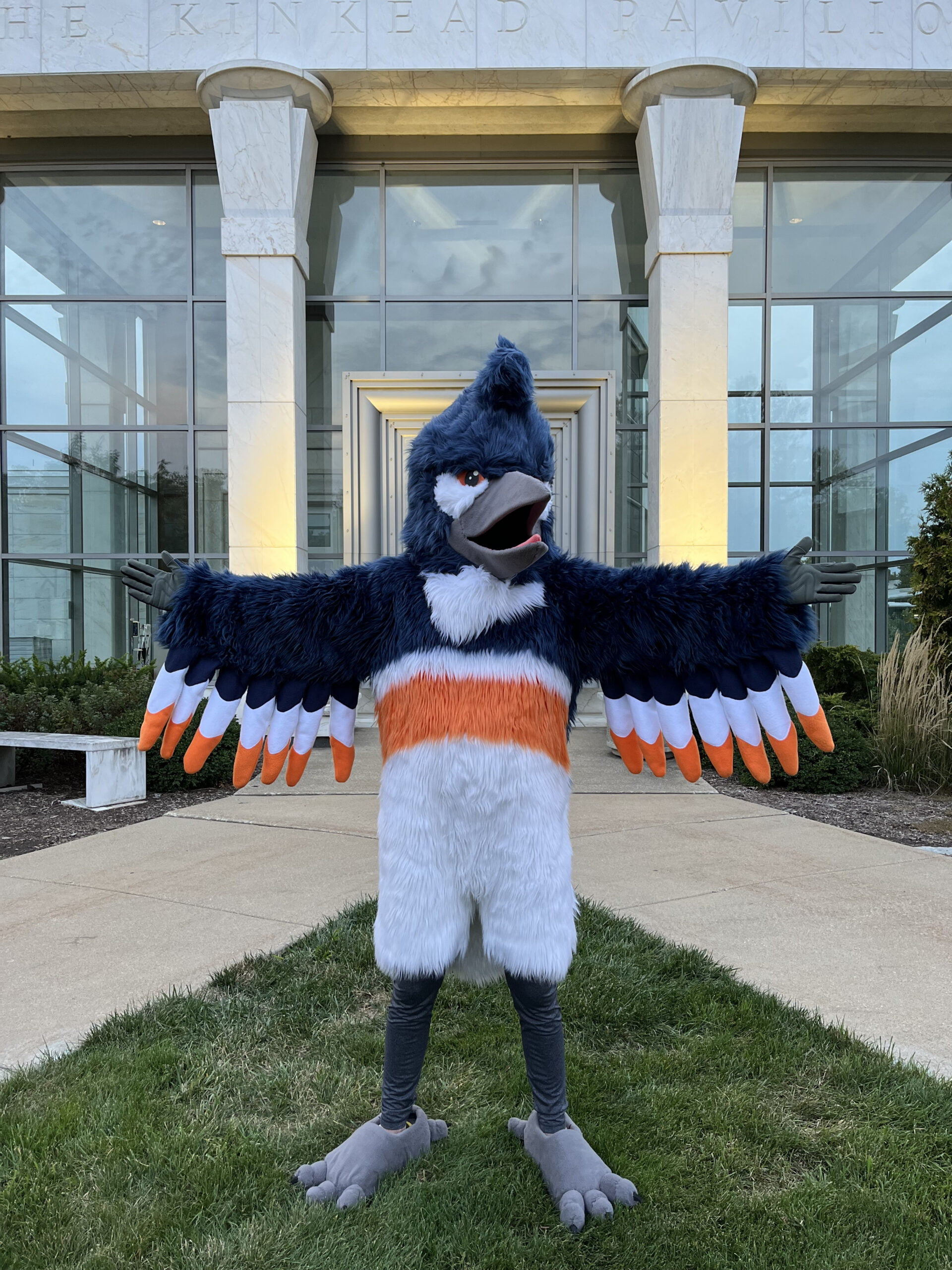 The Belted Kingfisher posing in front of the Krannert Art Museum