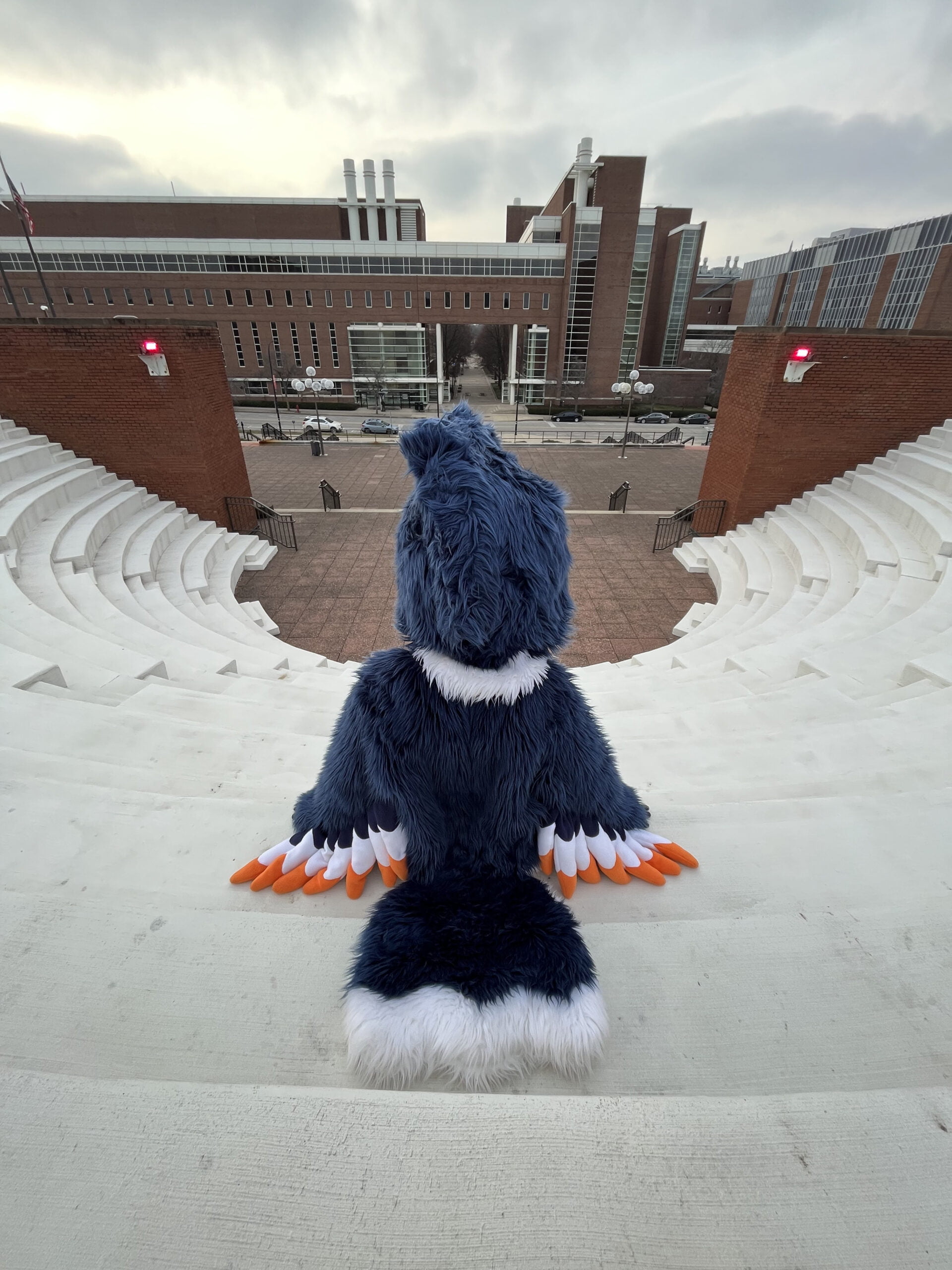 The Belted Kingfisher seated at the steps at the Krannert Center for Performing Arts
