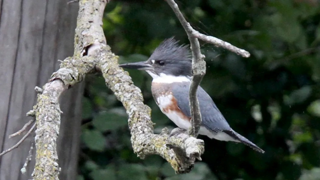 A female Belted Kingfisher perched on a branch