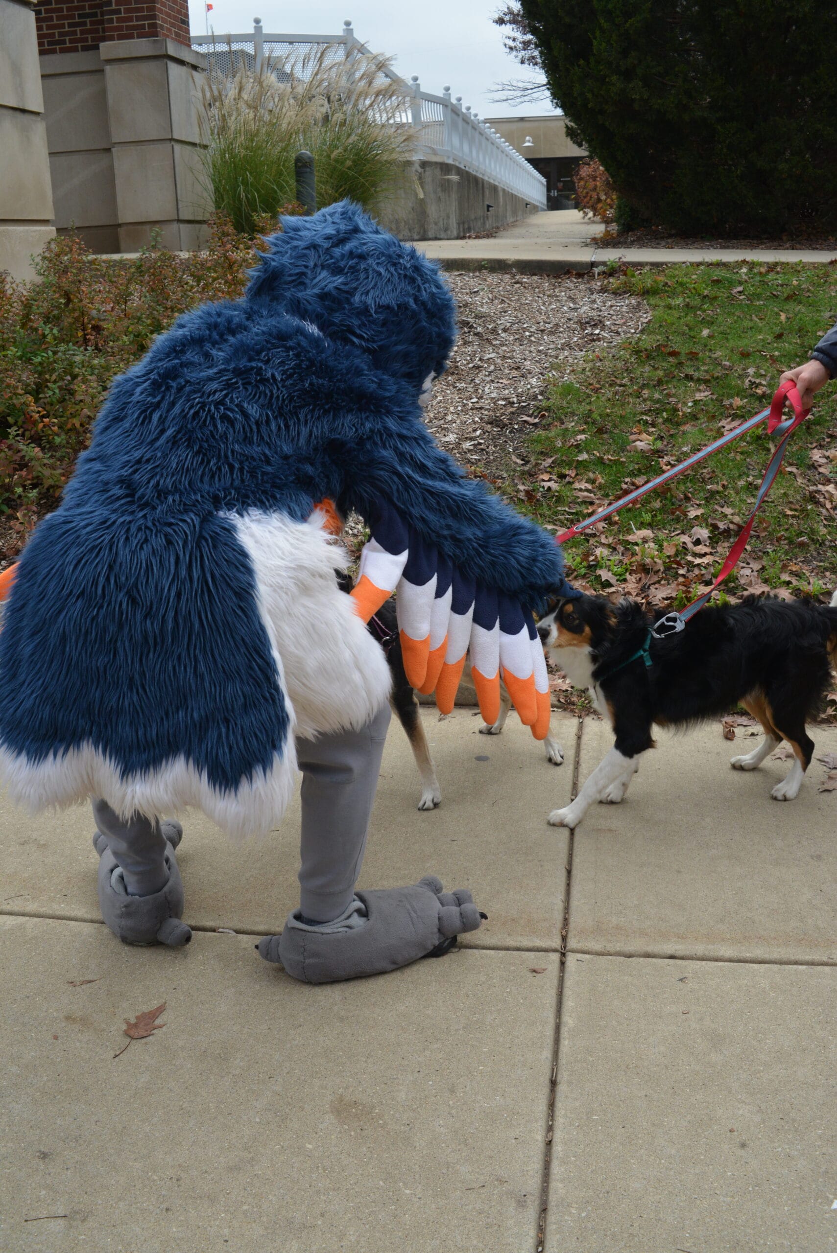 The Belted Kingfisher mascot petting two dogs