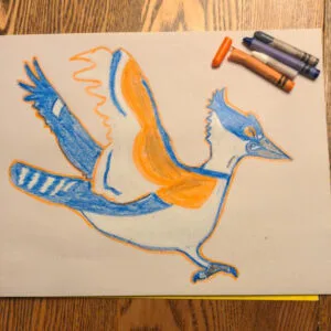 A crayon drawing of the Belted Kingfisher