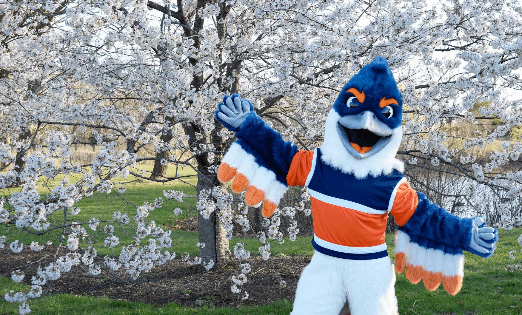 The Belted Kingfisher mascot posing in front of a beautiful cherry blossom tree