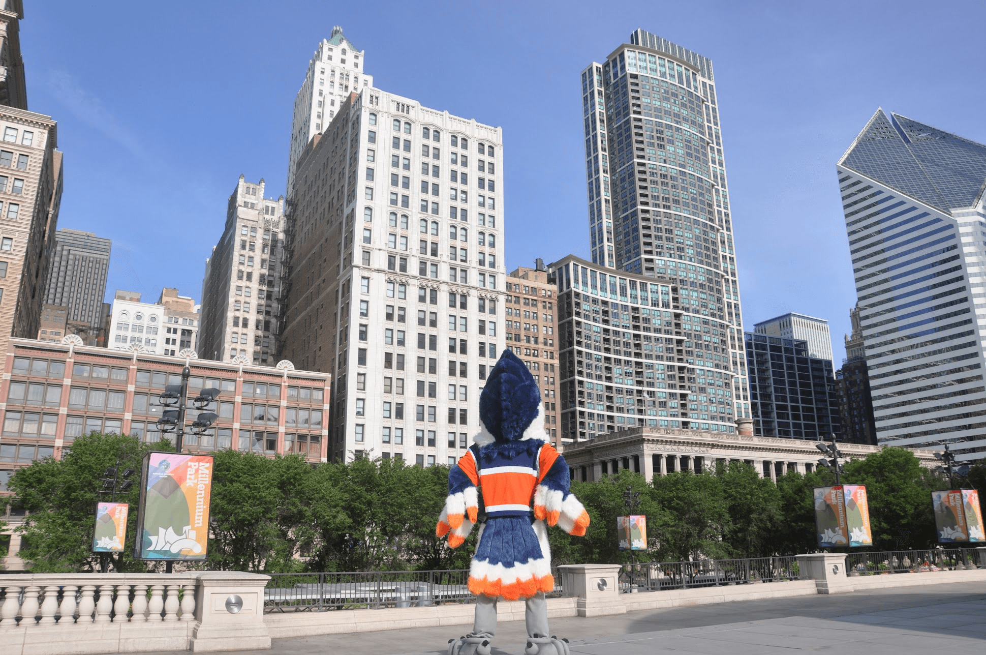 Belted Kingfisher with their back turned towards the camera, facing Chicago skyscrapers