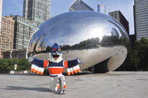 Belted Kingfisher posing on one knee in front of The Bean in Chicago
