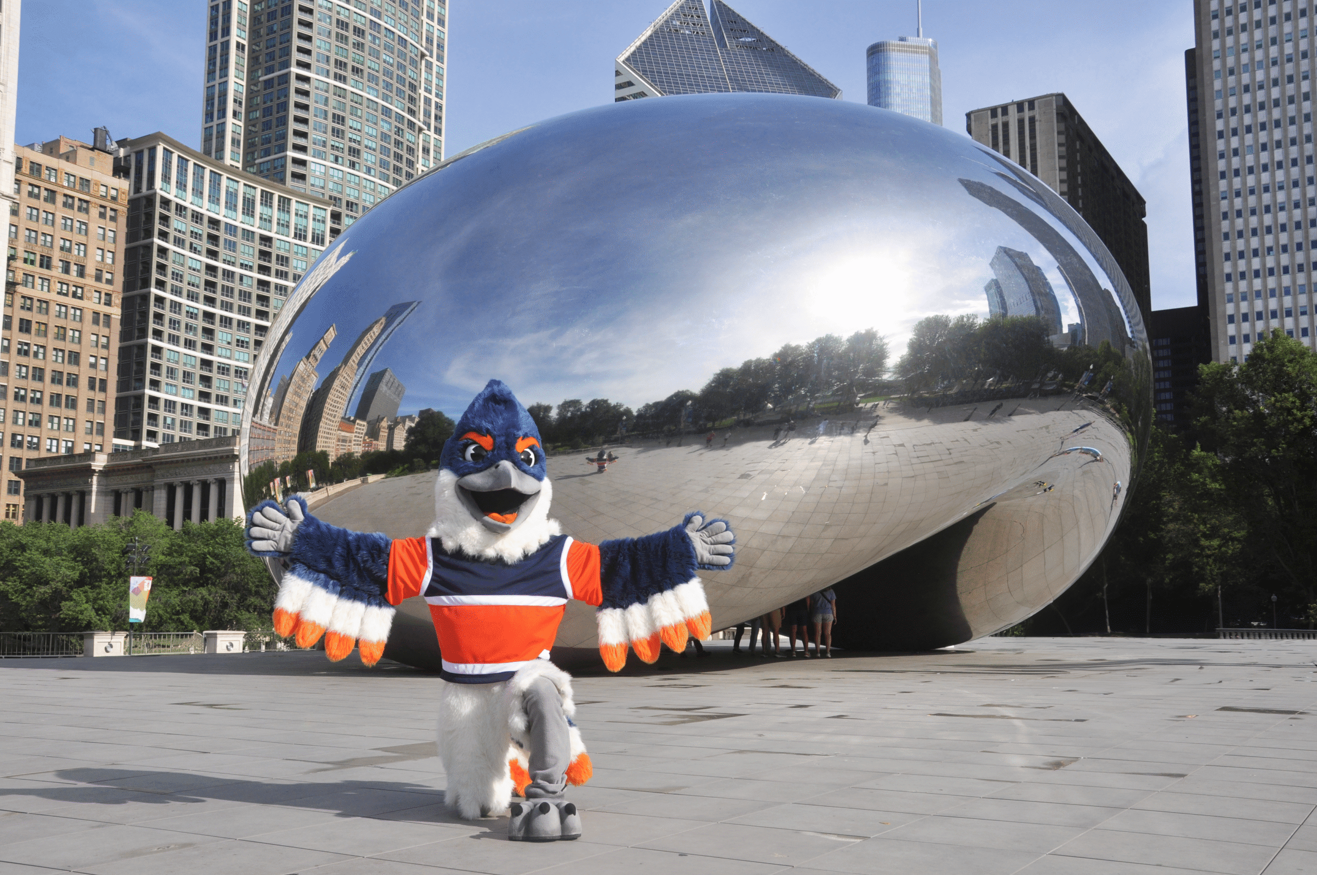 Belted Kingfisher posing on one knee in front of The Bean in Chicago
