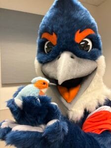 Belted Kingfisher holding up a plushie orange and blue bird