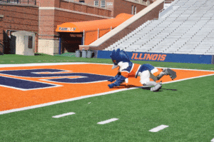 Belted Kingfisher performing a touchdown on a football field