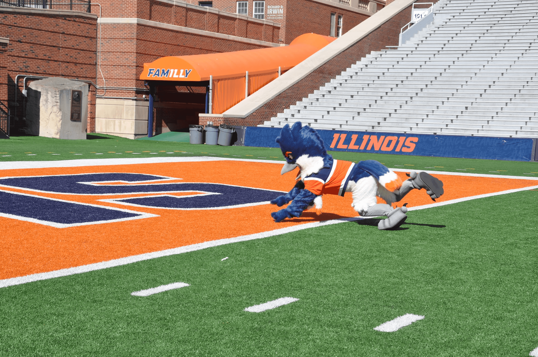Belted Kingfisher performing a touchdown on a football field