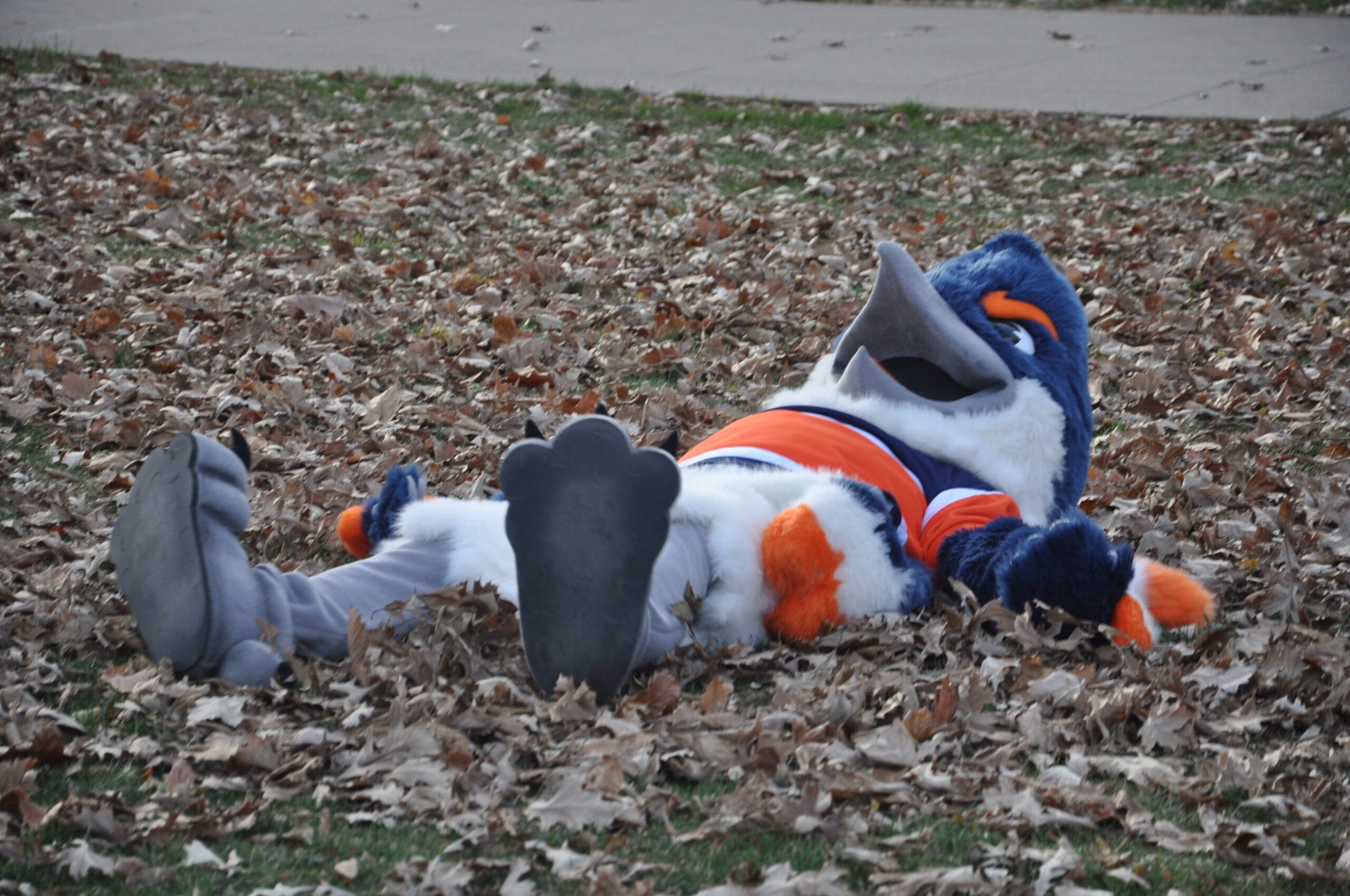 The Belted Kingfisher mascot lying in a pile of fall leaves